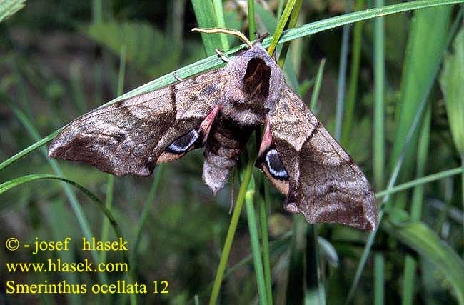 Smerinthus ocellata ocellatus Eyed Hawk-moth Aftenpåfugleøje Silmäkiitäjä Smérinthe Demi-paon Ocellé Pauwoogpijlstaart Esti pávaszem Abendpfauenauge Gryzuń półpawik Бражник глазчатый Зубчатка глазчатая pávooký lišaj paví oko esfinge ocelada Videsvärmare