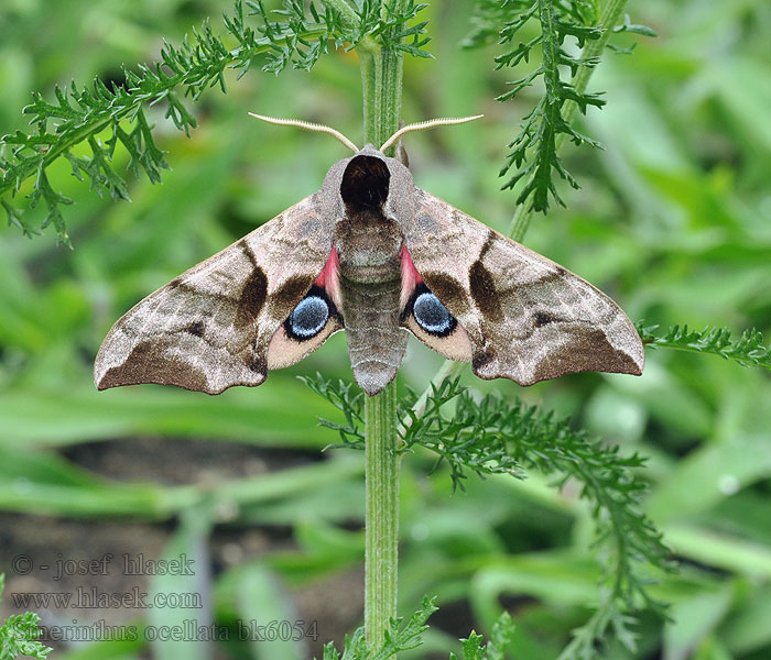 Зубчатка глазчатая pávooký Lišaj paví oko Esfinge ocelada Videsvärmare Smerinthus ocellata ocellatus Eyed Hawk-moth Aftenpåfugleøje Silmäkiitäjä Smérinthe Demi-paon Ocellé Pauwoogpijlstaart Esti pávaszem Abendpfauenauge Gryzuń półpawik Бражник глазчатый