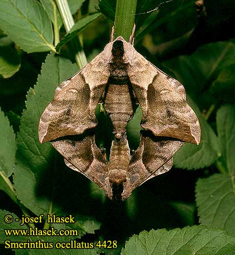 Зубчатка глазчатая pávooký Lišaj paví oko Esfinge ocelada Videsvärmare Smerinthus ocellata ocellatus Eyed Hawk-moth Aftenpåfugleøje Silmäkiitäjä Smérinthe Demi-paon Ocellé Pauwoogpijlstaart Esti pávaszem Abendpfauenauge Gryzuń półpawik Бражник глазчатый