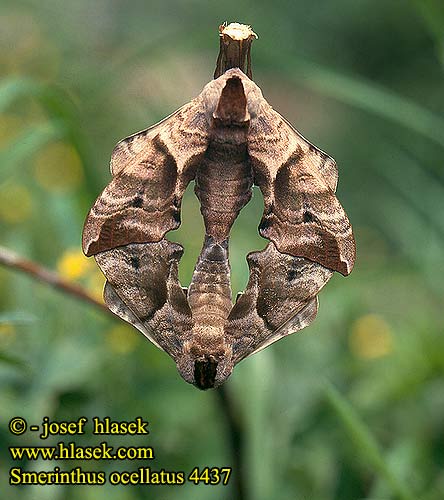 Lišaj paví oko Esfinge ocelada Videsvärmare Smerinthus ocellata ocellatus Eyed Hawk-moth Aftenpåfugleøje Silmäkiitäjä Smérinthe Demi-paon Ocellé Pauwoogpijlstaart Esti pávaszem Abendpfauenauge Gryzuń półpawik Бражник глазчатый Зубчатка глазчатая pávooký