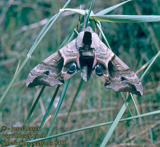 Lišaj paví oko Esfinge ocelada Videsvärmare Smerinthus ocellata ocellatus Eyed Hawk-moth Aftenpåfugleøje Silmäkiitäjä Smérinthe Demi-paon Ocellé Pauwoogpijlstaart Esti pávaszem Abendpfauenauge Gryzuń półpawik Бражник глазчатый Зубчатка глазчатая pávooký