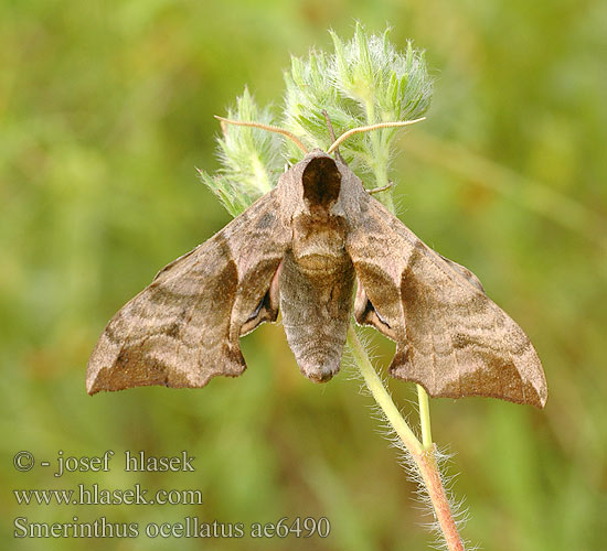 Esfinge ocelada Videsvärmare Smerinthus ocellata ocellatus Eyed Hawk-moth Aftenpåfugleøje Silmäkiitäjä Smérinthe Demi-paon Ocellé Pauwoogpijlstaart Esti pávaszem Abendpfauenauge Gryzuń półpawik Бражник глазчатый Зубчатка глазчатая pávooký Lišaj paví oko