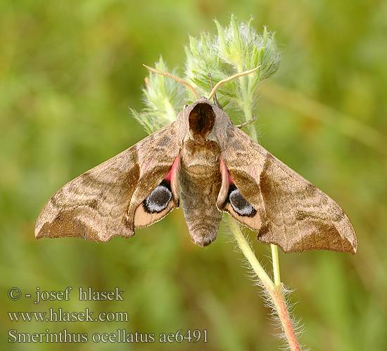 Esfinge ocelada Videsvärmare Smerinthus ocellata ocellatus Eyed Hawk-moth Aftenpåfugleøje Silmäkiitäjä Smérinthe Demi-paon Ocellé Pauwoogpijlstaart Esti pávaszem Abendpfauenauge Gryzuń półpawik Бражник глазчатый Зубчатка глазчатая pávooký Lišaj paví oko