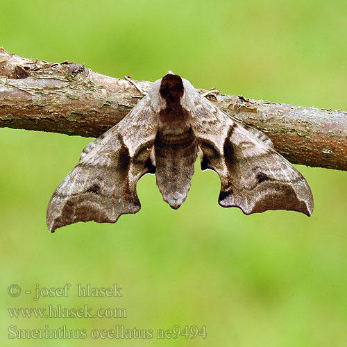 Videsvärmare Smerinthus ocellata ocellatus Eyed Hawk-moth Aftenpåfugleøje Silmäkiitäjä Smérinthe Demi-paon Ocellé Pauwoogpijlstaart Esti pávaszem Abendpfauenauge Gryzuń półpawik Бражник глазчатый Зубчатка глазчатая pávooký Lišaj paví oko Esfinge ocelada