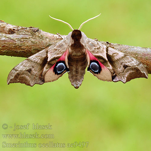 Videsvärmare Smerinthus ocellata ocellatus Eyed Hawk-moth Aftenpåfugleøje Silmäkiitäjä Smérinthe Demi-paon Ocellé Pauwoogpijlstaart Esti pávaszem Abendpfauenauge Gryzuń półpawik Бражник глазчатый Зубчатка глазчатая pávooký Lišaj paví oko Esfinge ocelada