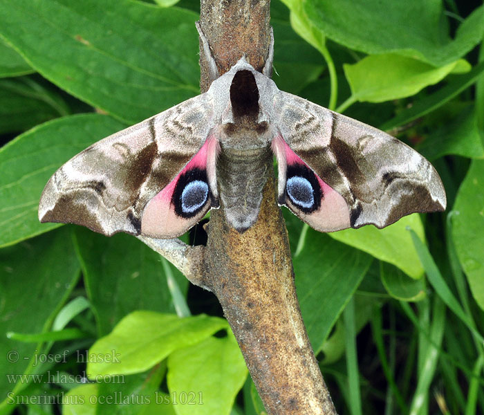 Smerinthus ocellatus Silmäkiitäjä Smérinthe Demi-paon Ocellé