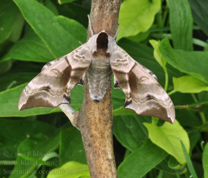 Smerinthus ocellatus Pauwoogpijlstaart Esti pávaszem Abendpfauenauge