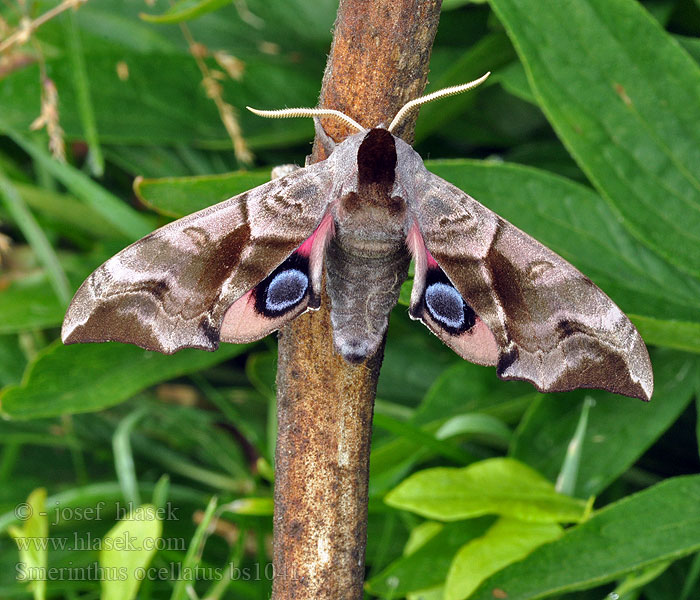 Smerinthus ocellatus Gryzuń półpawik pávooký Lišaj paví oko