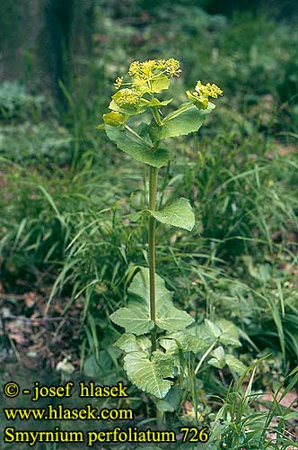 Smyrnium perfoliatum