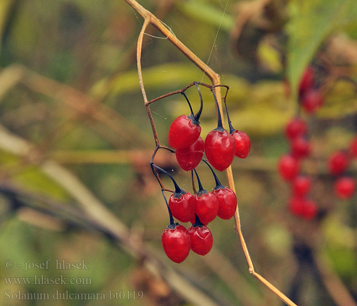 Solanum dulcamara Lilek potměchuť