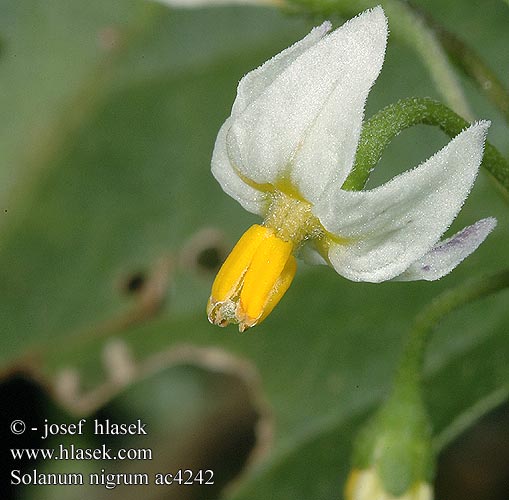 Solanum nigrum ac4242