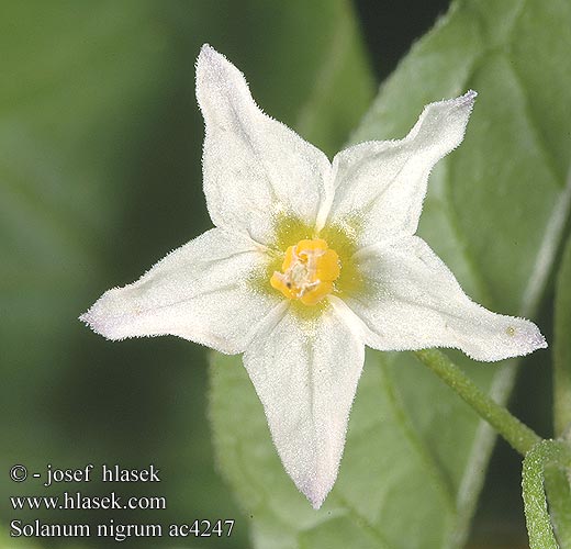 Solanum nigrum ac4247