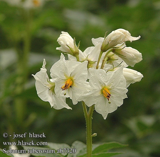 Solanum tuberosum ab7316