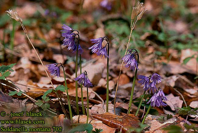 Soldanella montana Alpenglöckchen Wald-Soldanelle Soldanelle montagnes