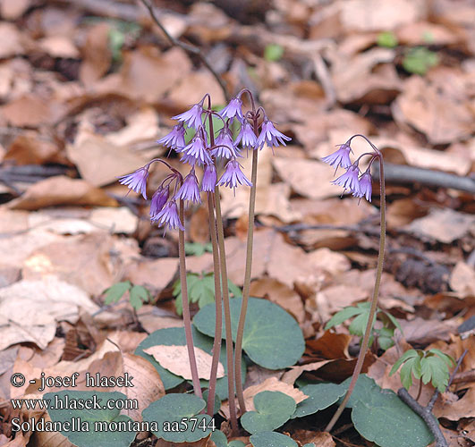 Dřípatka horská Alpine Snowbell Сольданелла горная Urdzik górski