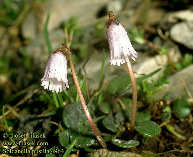 Soldanella pusilla