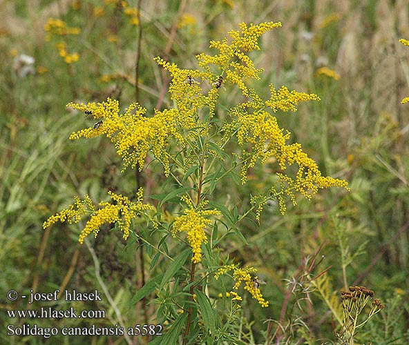 Solidago canadensis