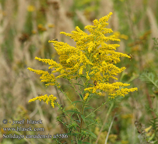 Solidago canadensis