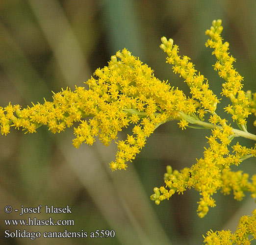 Solidago canadensis