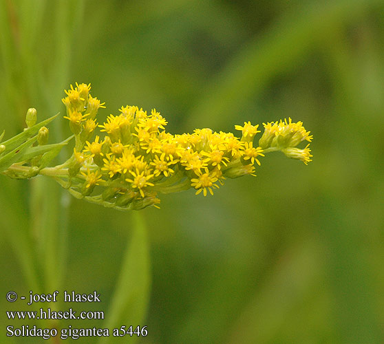 Solidago gigantea