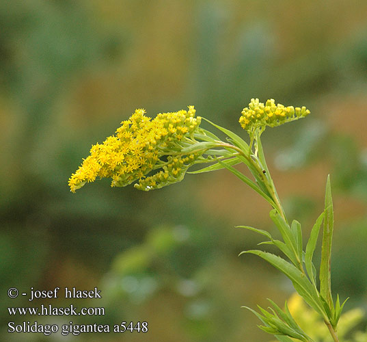 Solidago gigantea