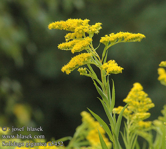 Solidago gigantea