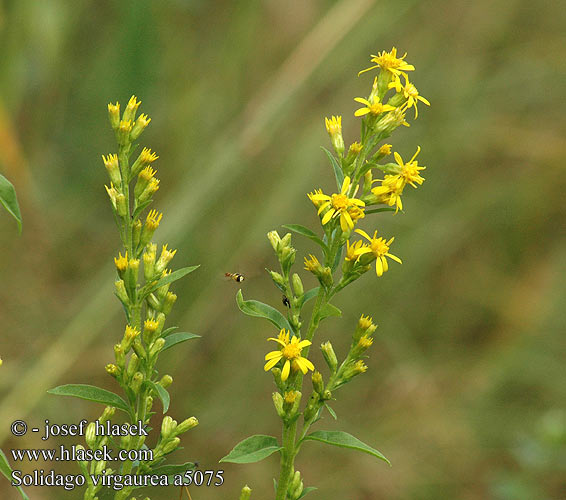 Solidago virgaurea Verge d'or nawłoć pospolita Kultapiisku Gullris