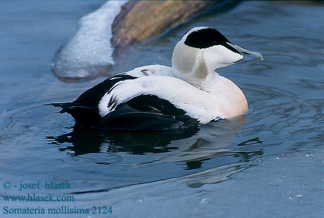 Somateria mollissima Eider Eiderente duvet Común Kajka mořská Ederfugl Eidereend Haahka Edredone Ærfugl Ejder Гага обыкновенная ホンケワタガモ Πουπουλόπαπια Eider-edredão Звичайна гага Pufla אדרית שחורת-כיפה Kajka morská obyčajná Parasta pukpile Hahk