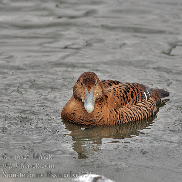 Kajka mořská morská Eider Eiderente duvet Común Ederfugl Eidereend Haahka Edredone Ærfugl Ejder Гага обыкновенная ホンケワタガモ Πουπουλόπαπια Eider-edredão Somateria mollissima Звичайна гага Pufla אדרית שחורת-כיפה