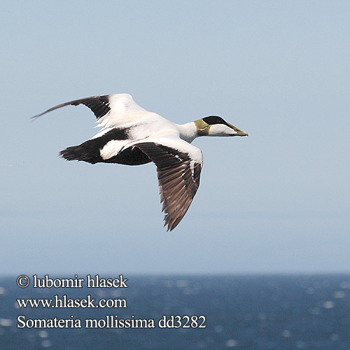 Somateria mollissima Eider Eiderente Eider duvet Eider Común kajka mořská Ederfugl Eidereend Haahka Edredone Ærfugl Ejder Гага обыкновенная ホンケワタガモ Πουπουλόπαπια Eider-edredão Звичайна гага Pufla אדרית שחורת-כיפה kajka morská