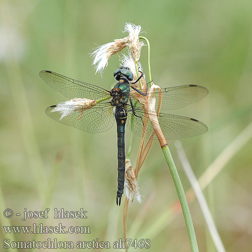 Somatochlora arctica ah7468