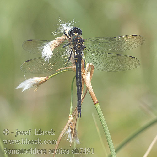 Somatochlora arctica ah7491