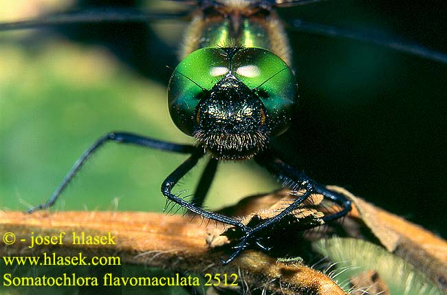 Somatochlora flavomaculata Yellow-spotted Dragonfly Emerald Plettet Smaragdlibel Täpläkiiltokorento Cordulie taches jaunes Gevlekte glanslibel Cordulia macchie gialle Gefleckte Smaragdlibelle Miedziopierś żółtoplama Lesklice skvrnitá Gulfläckad glanstrollslända Pegasti lesketnik Gulflekket metalløyenstikker Бабка желтопятнистая Зеленотілка жовтоплямиста Sárgafoltos szitakötő