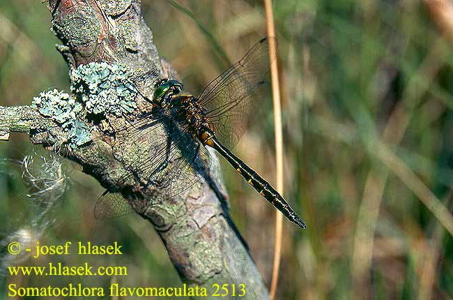 Somatochlora flavomaculata Plettet Smaragdlibel Täpläkiiltokorento Cordulie taches jaunes Gevlekte glanslibel Cordulia macchie gialle Gefleckte Smaragdlibelle Miedziopierś żółtoplama Lesklice skvrnitá Gulfläckad glanstrollslända Pegasti lesketnik Gulflekket metalløyenstikker Бабка желтопятнистая Зеленотілка жовтоплямиста Sárgafoltos szitakötő Yellow-spotted Dragonfly Emerald