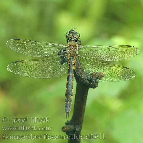 Somatochlora flavomaculata af0611