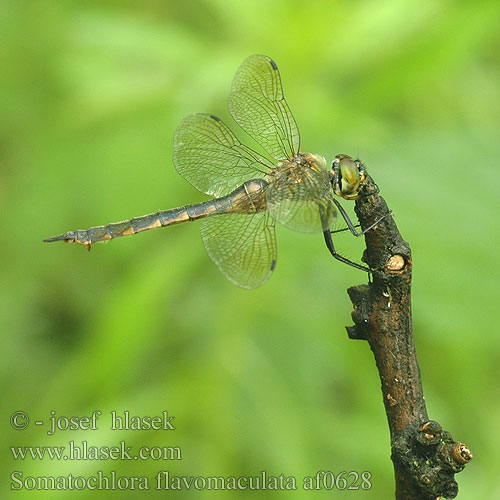 Somatochlora flavomaculata af0628