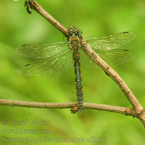 Somatochlora flavomaculata af0633