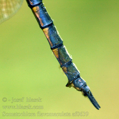 Somatochlora flavomaculata Lesklice skvrnitá Gulfläckad glanstrollslända Pegasti lesketnik Gulflekket metalløyenstikker Бабка желтопятнистая Зеленотілка жовтоплямиста Sárgafoltos szitakötő Yellow-spotted Dragonfly Emerald Plettet Smaragdlibel Täpläkiiltokorento Cordulie taches jaunes Gevlekte glanslibel Cordulia macchie gialle Gefleckte Smaragdlibelle Miedziopierś żółtoplama