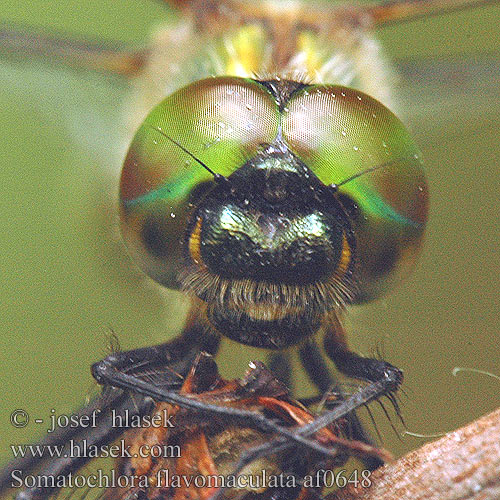 Somatochlora flavomaculata Gulfläckad glanstrollslända Pegasti lesketnik Gulflekket metalløyenstikker Бабка желтопятнистая Зеленотілка жовтоплямиста Sárgafoltos szitakötő Yellow-spotted Dragonfly Emerald Plettet Smaragdlibel Täpläkiiltokorento Cordulie taches jaunes Gevlekte glanslibel Cordulia macchie gialle Gefleckte Smaragdlibelle Miedziopierś żółtoplama Lesklice skvrnitá