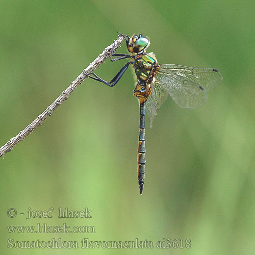 Somatochlora flavomaculata Gulflekket metalløyenstikker Бабка желтопятнистая Зеленотілка жовтоплямиста Sárgafoltos szitakötő Yellow-spotted Dragonfly Emerald Plettet Smaragdlibel Täpläkiiltokorento Cordulie taches jaunes Gevlekte glanslibel Cordulia macchie gialle Gefleckte Smaragdlibelle Miedziopierś żółtoplama Lesklice skvrnitá Gulfläckad glanstrollslända Pegasti lesketnik