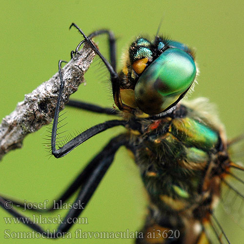 Somatochlora flavomaculata Cordulie taches jaunes Gevlekte glanslibel Cordulia macchie gialle Gefleckte Smaragdlibelle miedziopierś żółtoplama lesklice skvrnitá Gulfläckad glanstrollslända Pegasti lesketnik Gulflekket metalløyenstikker Бабка желтопятнистая Зеленотілка жовтоплямиста