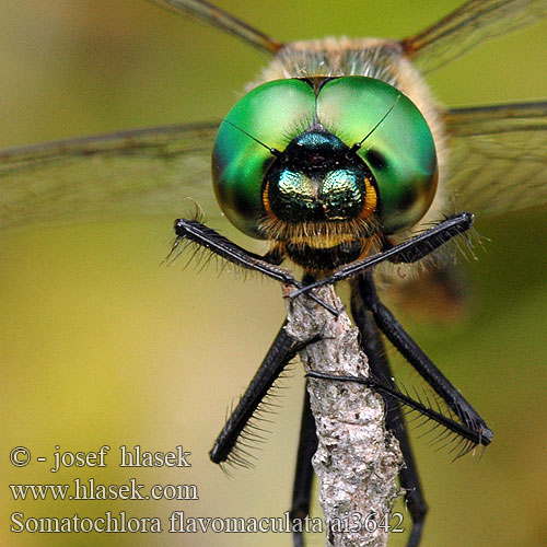 Somatochlora flavomaculata Gefleckte Smaragdlibelle miedziopierś żółtoplama lesklice skvrnitá Gulfläckad glanstrollslända Pegasti lesketnik Gulflekket metalløyenstikker Бабка желтопятнистая Зеленотілка жовтоплямиста Yellow-spotted Dragonfly Emerald Plettet Smaragdlibel Täpläkiiltokorento Cordulie taches jaunes