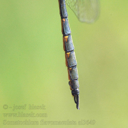 Somatochlora flavomaculata lesklice skvrnitá Gulfläckad glanstrollslända Pegasti lesketnik Gulflekket metalløyenstikker Бабка желтопятнистая Зеленотілка жовтоплямиста Yellow-spotted Dragonfly Emerald Plettet Smaragdlibel Täpläkiiltokorento Cordulie taches jaunes Gevlekte glanslibel Cordulia macchie gialle Gefleckte Smaragdlibelle miedziopierś żółtoplama