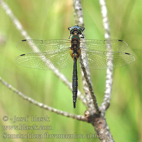 Somatochlora flavomaculata Бабка желтопятнистая Зеленотілка жовтоплямиста Yellow-spotted Dragonfly Emerald Plettet Smaragdlibel Täpläkiiltokorento Cordulie taches jaunes Gevlekte glanslibel Cordulia macchie gialle Gefleckte Smaragdlibelle miedziopierś żółtoplama lesklice skvrnitá Gulfläckad glanstrollslända Pegasti lesketnik Gulflekket metalløyenstikker