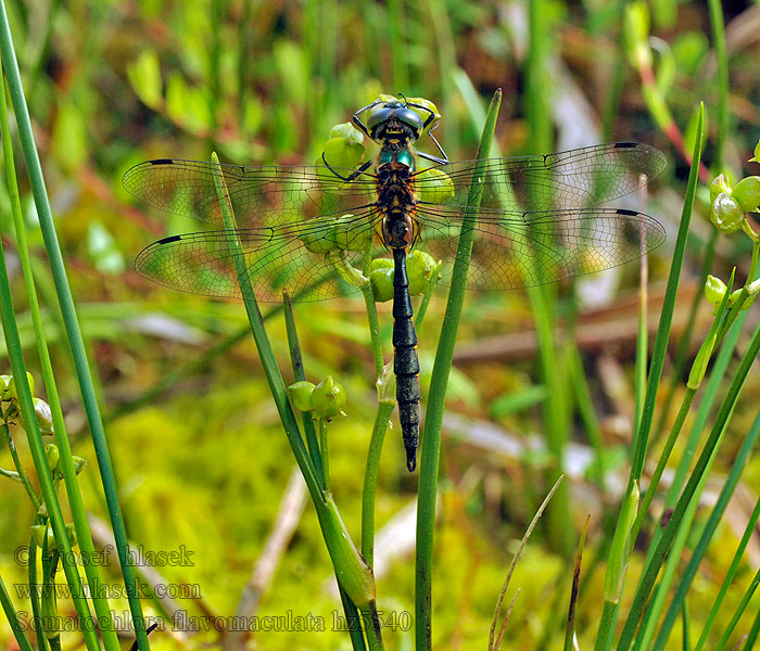 Lesklice skvrnitá Somatochlora flavomaculata