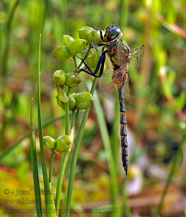 Cordulia macchie gialle Gefleckte Smaragdlibelle Somatochlora flavomaculata