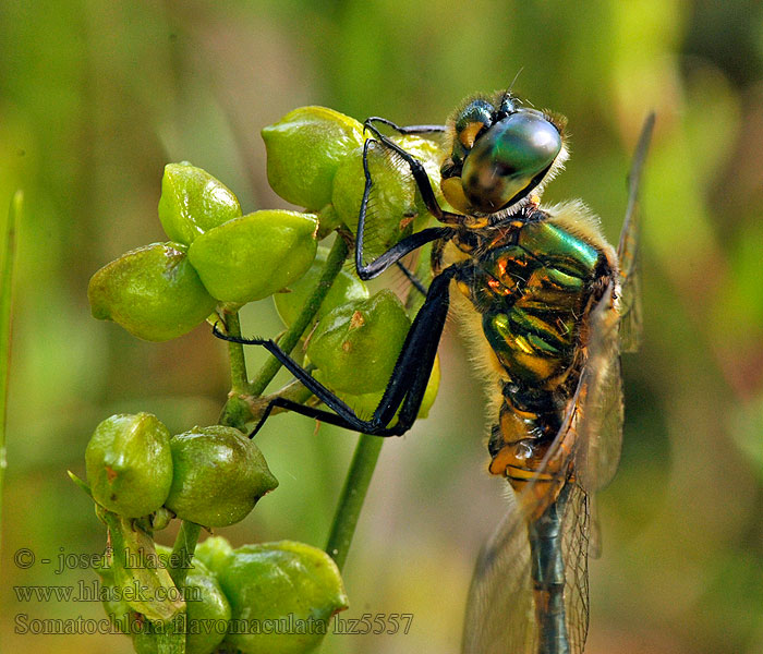 Cordulie taches jaunes Gevlekte glanslibel Somatochlora flavomaculata