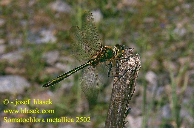 Somatochlora metallica Briliant Emerald Glinsende Smaragdlibel Välkekorento Cordulie métallique Metaalglanslibel Cordulia metallica Glänzende Smaragdlibelle Miedziopierś metaliczna Lesklice zelenavá Metalltrollslända Kovinski lesketnik Vanlig metalløyenstikker Бабка-зеленотелка Зеленотілка металева Fémzöld szitakötő 