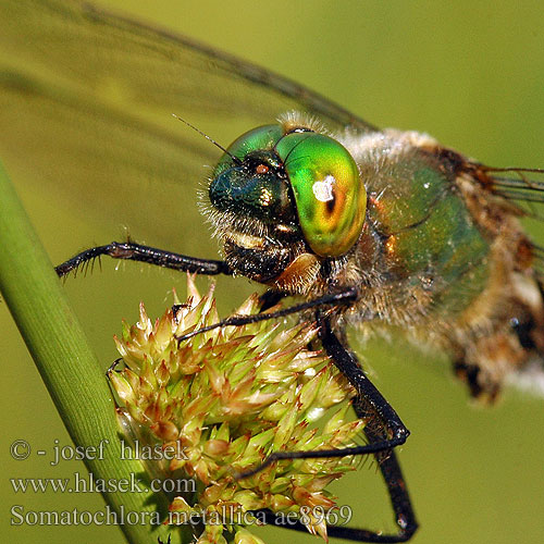 Somatochlora metallica ae8969