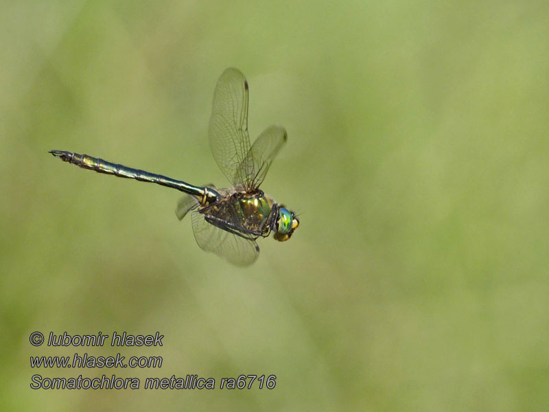 Metalltrollslända Somatochlora metallica